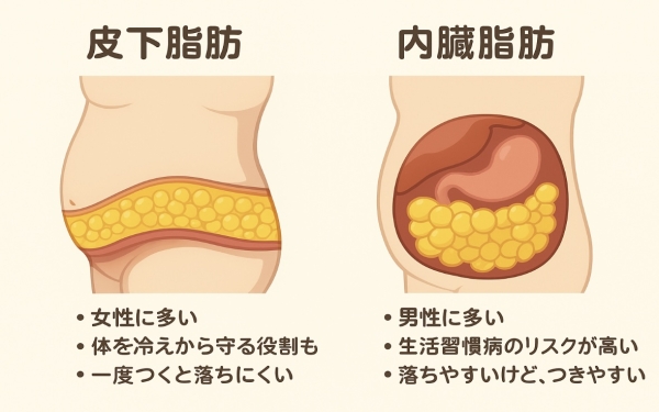 🏋️‍♀️【皮下脂肪と内臓脂肪の違い】どっちが痩せやすい？痩せるために大切なポイント！