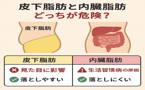 皮下脂肪と内臓脂肪、どっちが危険？効果的な落とし方を解説🔥｜パーソナルジムXingfu